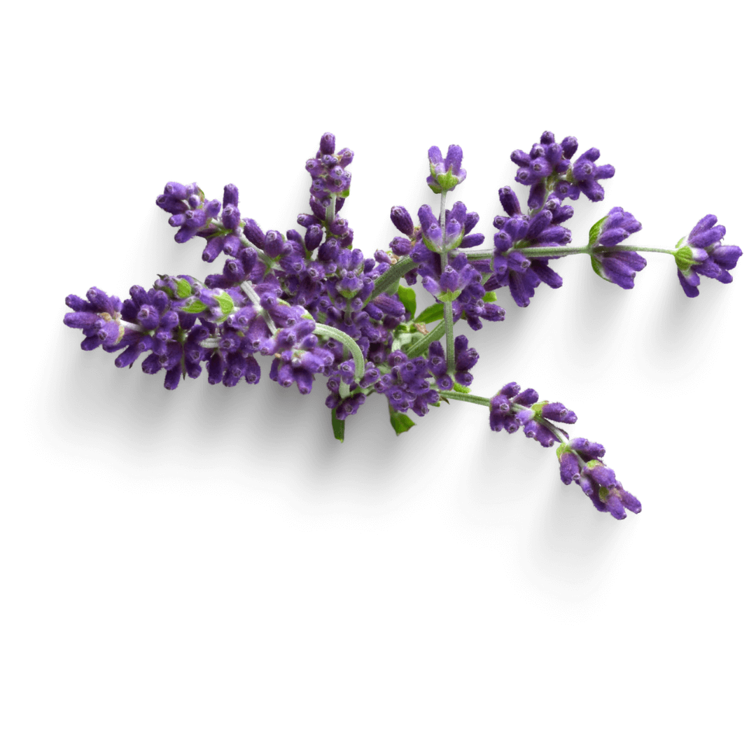 levandula (1)